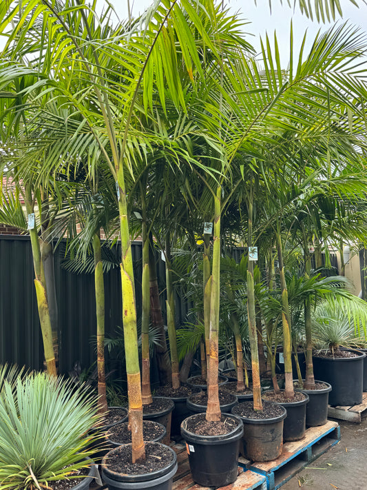 Archontophoenix Cunninghamiana - Bangalow Palm