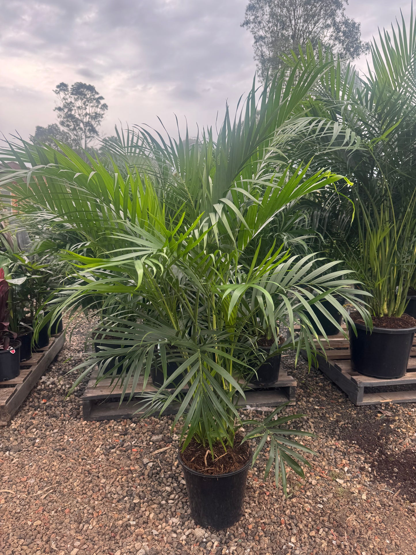 Cascade Palm - Chamaedorea Cataractarum