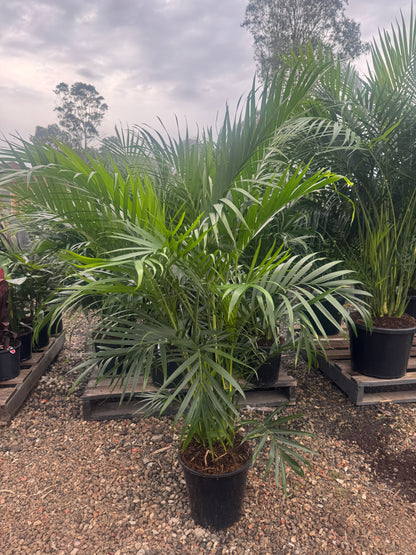 Cascade Palm - Chamaedorea Cataractarum