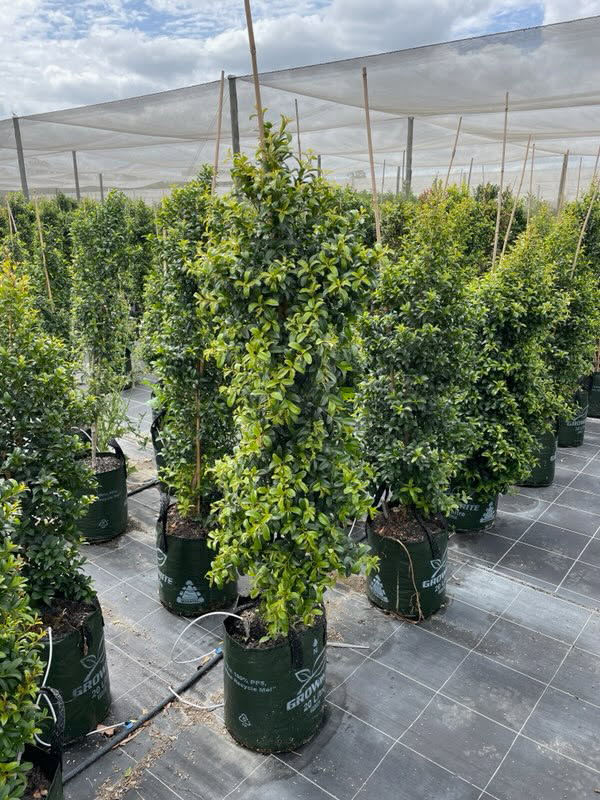 Syzygium Straight and Narrow
