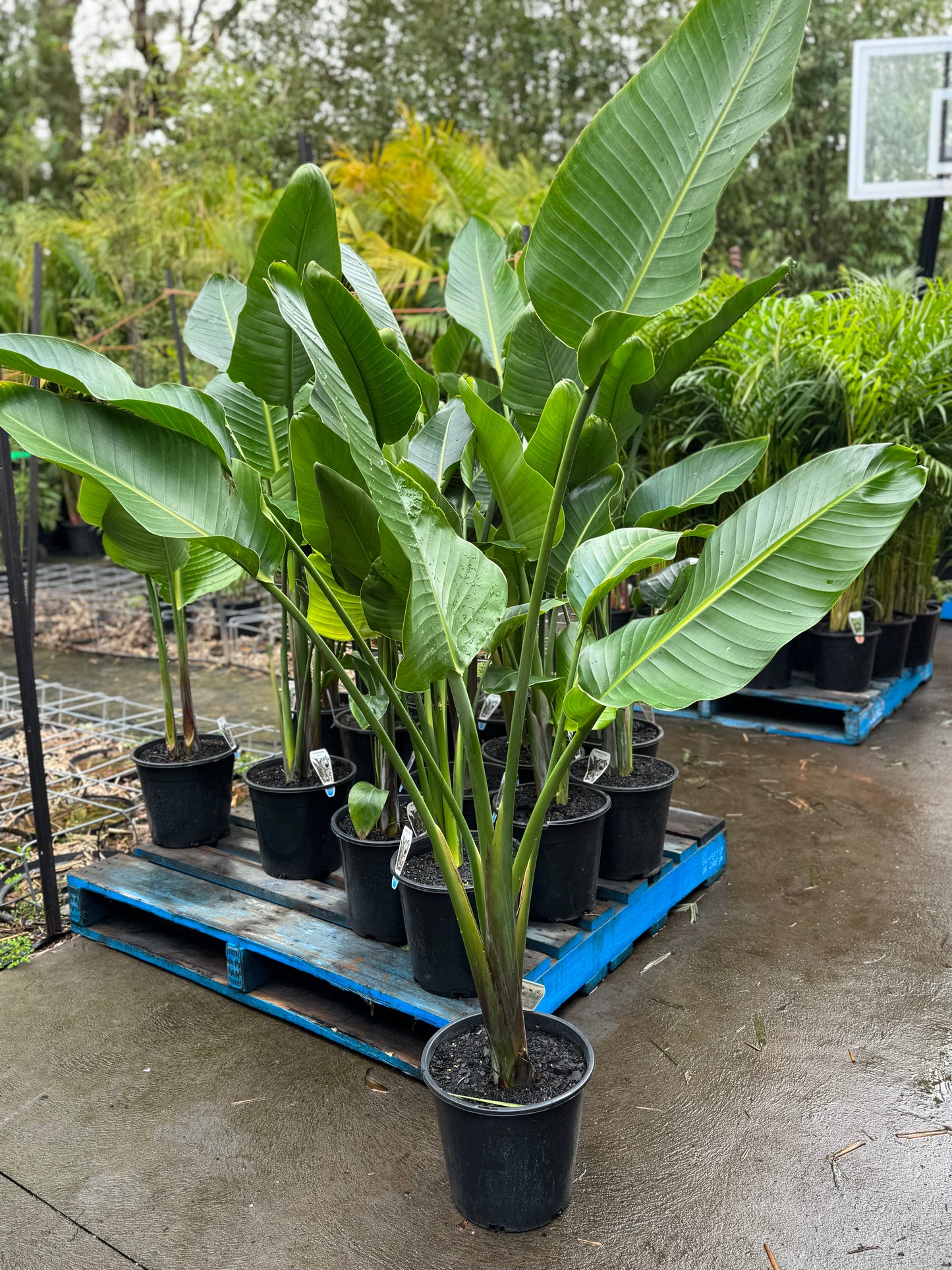 Strelitzia Nicolai - Giant White Bird of Paradise
