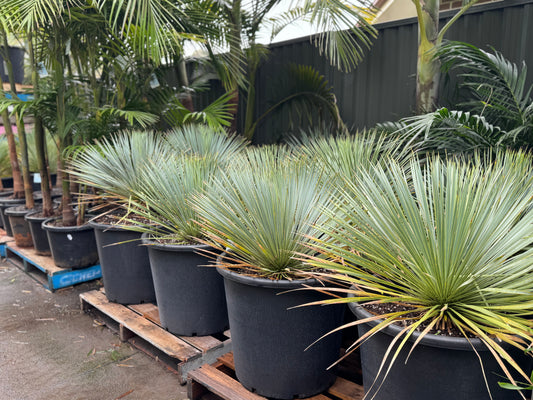 Yucca Rostrata