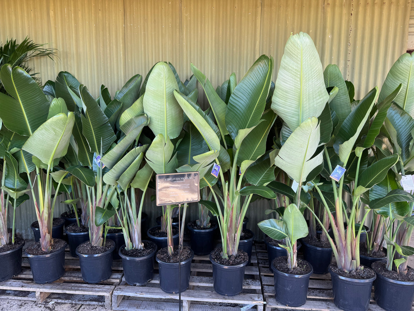 Strelitzia Nicolai - Giant White Bird of Paradise