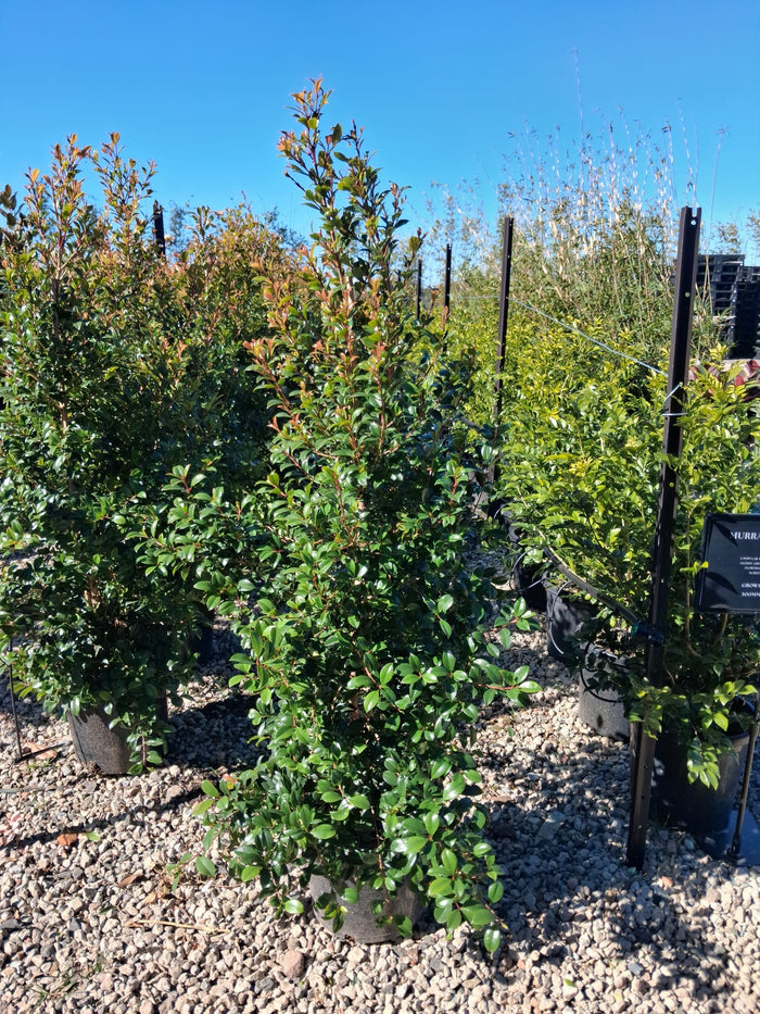 Syzygium australe 'Resilience