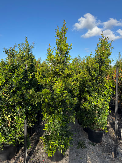 Syzygium australe 'Select' - Lilly Pilly