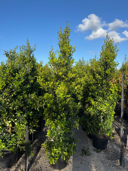 Syzygium australe 'Select' - Lilly Pilly