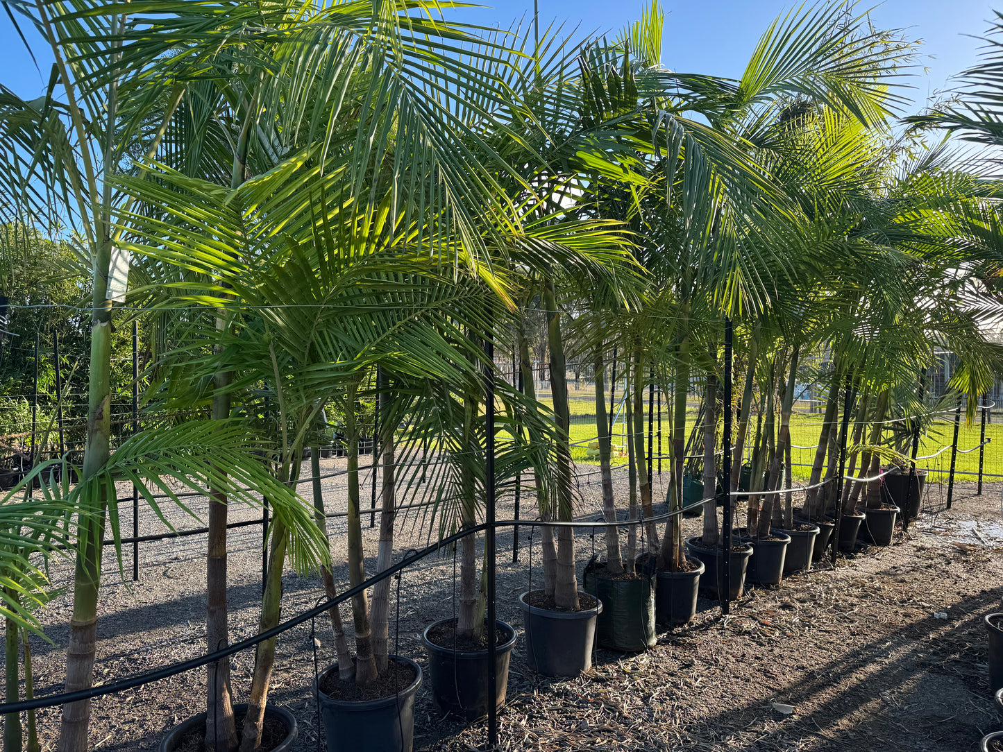 Archontophoenix Cunninghamiana - Bangalow Palm
