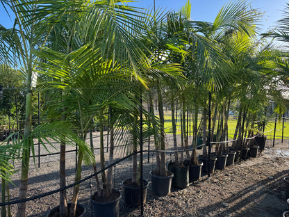 Archontophoenix Cunninghamiana - Bangalow Palm
