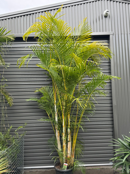 Golden Cane Palms