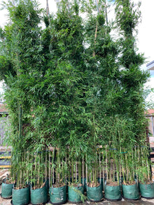 Gracilis Slender Weavers (Bambusa Textilis Gracilis)- 5 Meters Tall