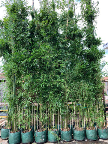 Gracilis Slender Weavers (Bambusa Textilis Gracilis)- 5 Meters Tall