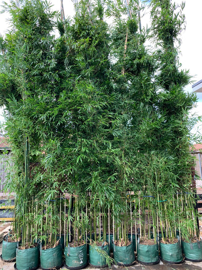 Gracilis Slender Weavers (Bambusa Textilis Gracilis)- 5 Meters Tall