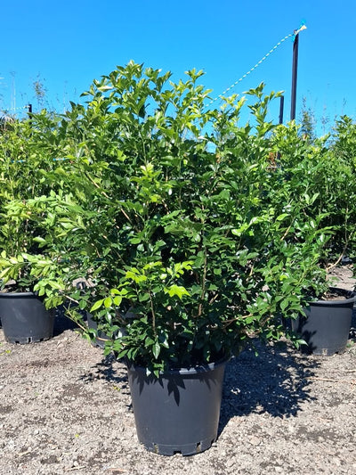 Murraya paniculata