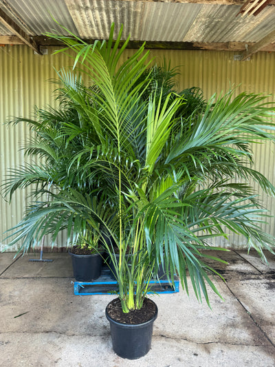 Cascade Palm - Chamaedorea Cataractarum
