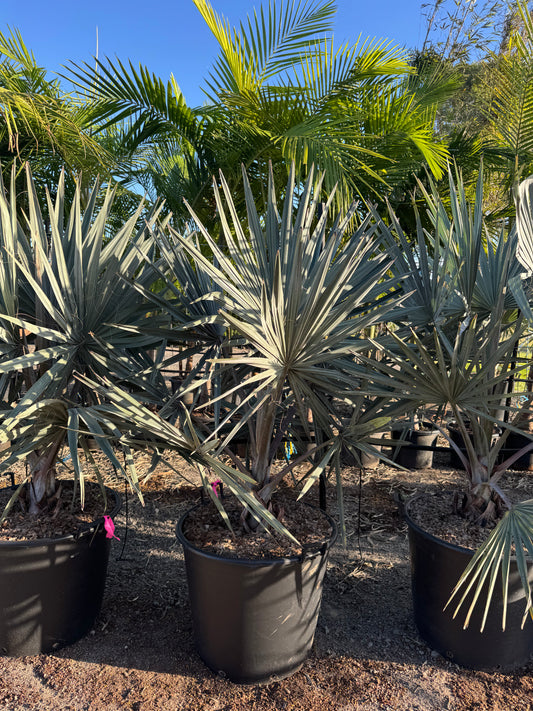 Bismark Palms - 100L Pots