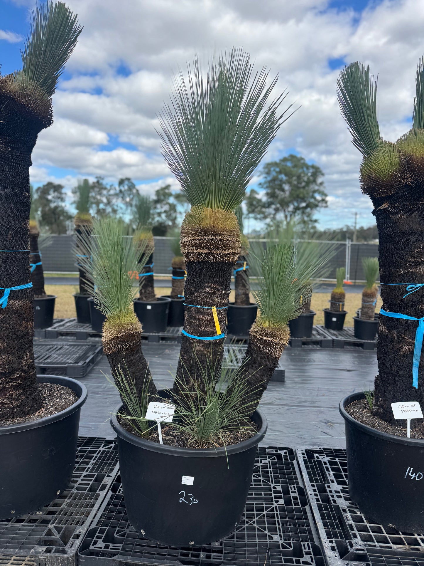 Xanthorrhoea Glauca Blue Grass Trees