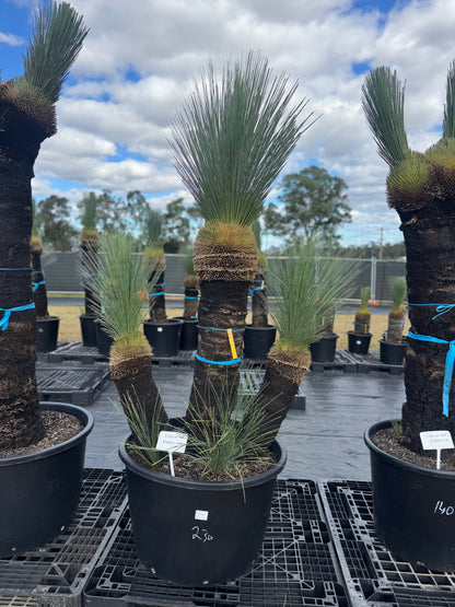 Xanthorrhoea Glauca Blue Grass Trees