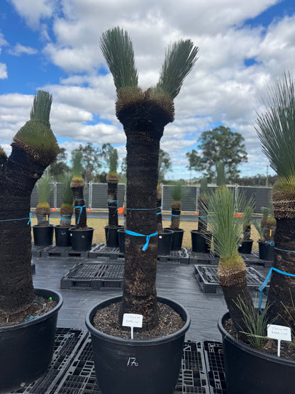 Xanthorrhoea Glauca Blue Grass Trees