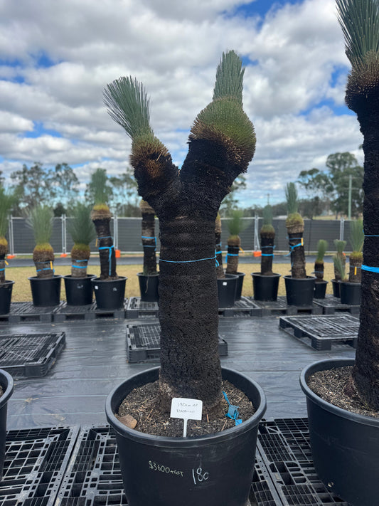 Xanthorrhoea Glauca Blue Grass Trees - Triple Trunk