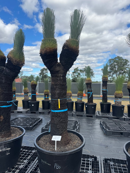 Xanthorrhoea Glauca Blue Grass Trees