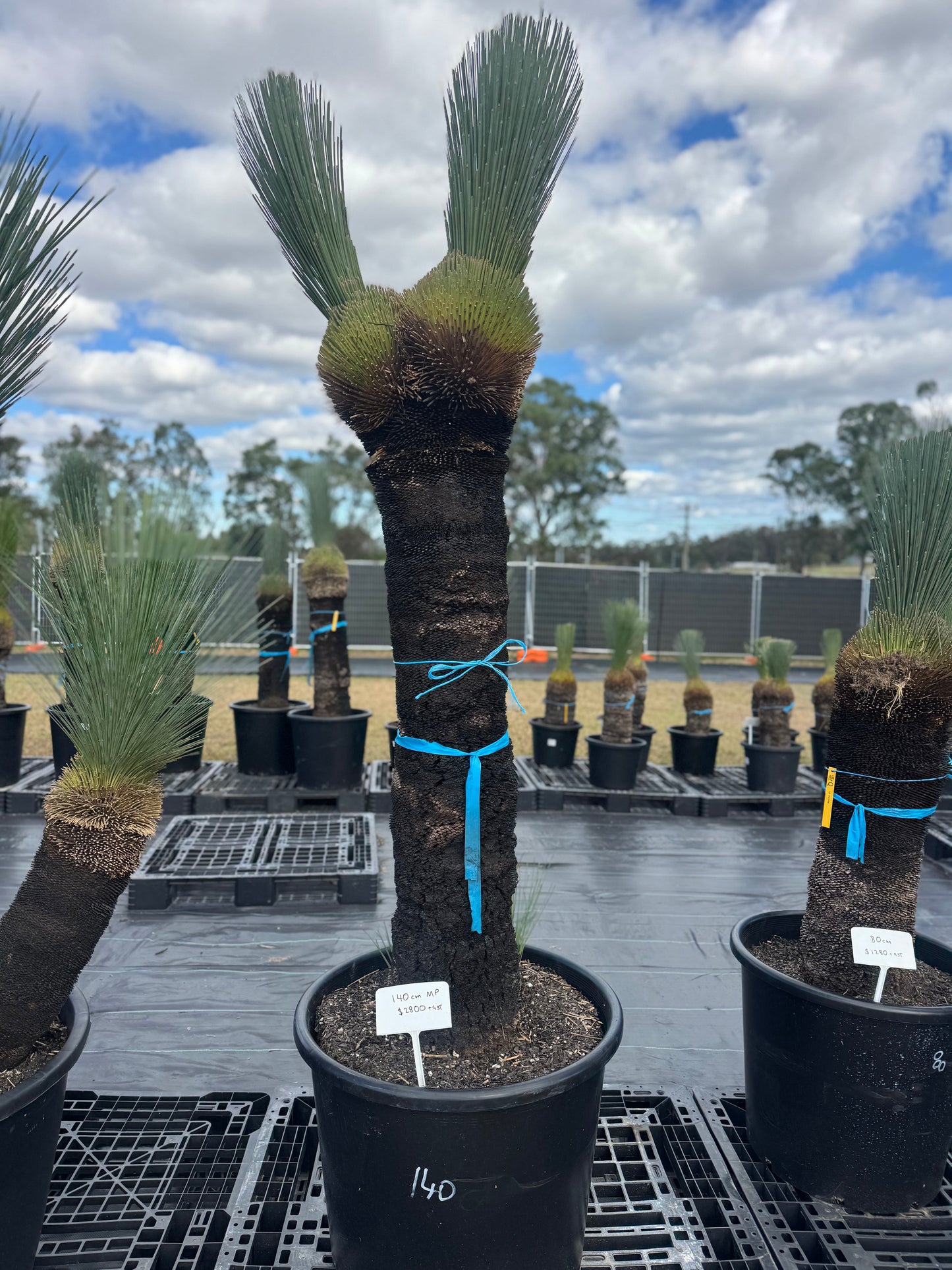 Xanthorrhoea Glauca Blue Grass Trees