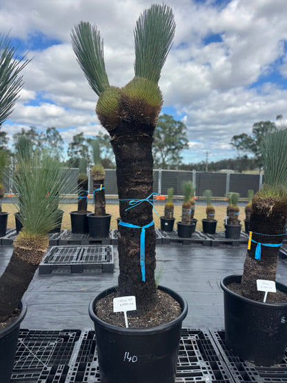 Xanthorrhoea Glauca Blue Grass Trees