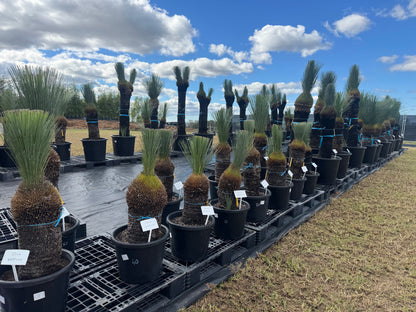Xanthorrhoea Glauca Blue Grass Trees