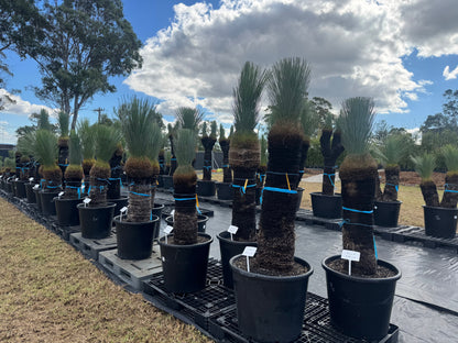 Xanthorrhoea Glauca Blue Grass Trees