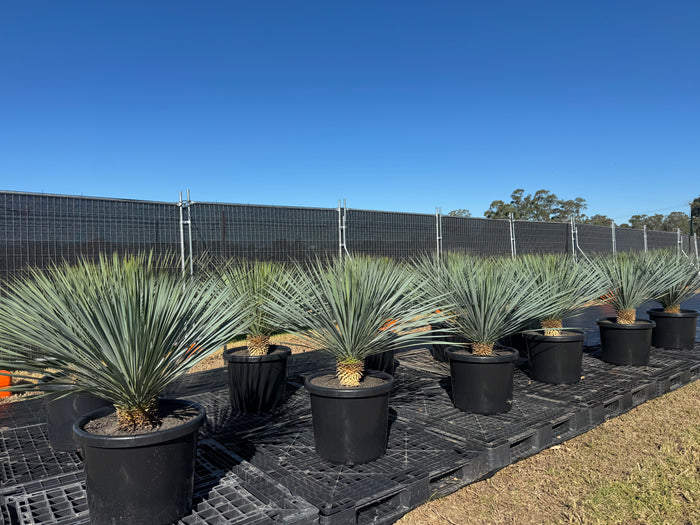 Yucca Rostrata - 500mm Pots