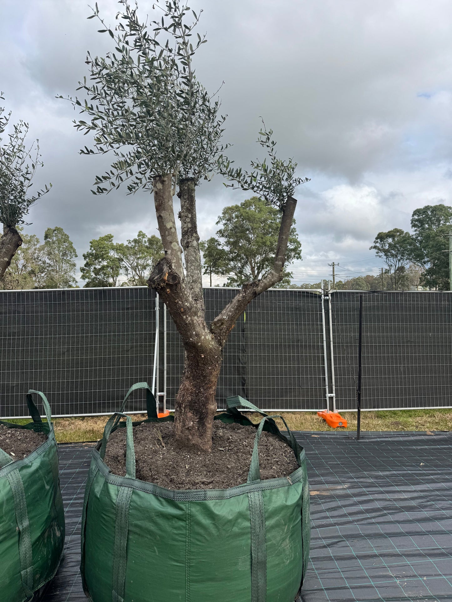 Feature Olive Trees - 750 Litre Bags