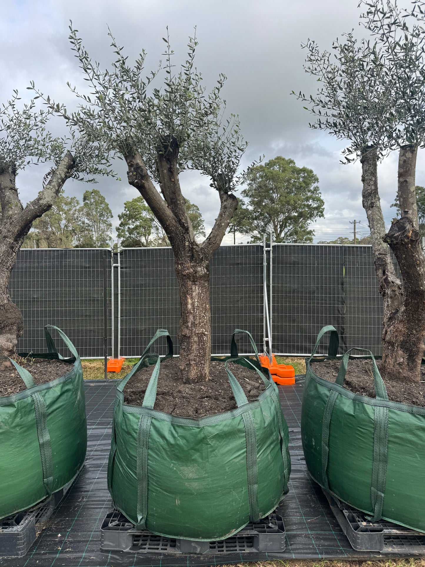 Feature Olive Trees - 750 Litre Bags