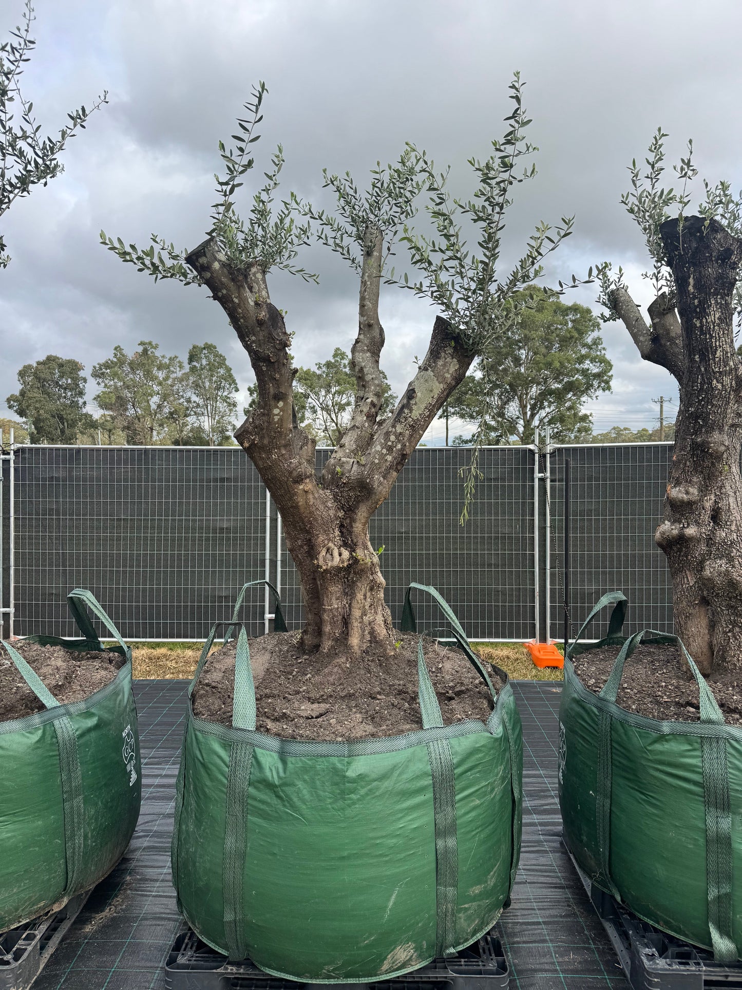 Feature Olive Trees - 750 Litre Bags