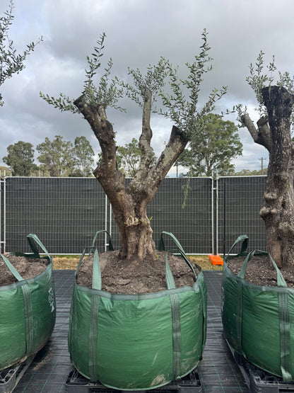 Feature Olive Trees - 750 Litre Bags