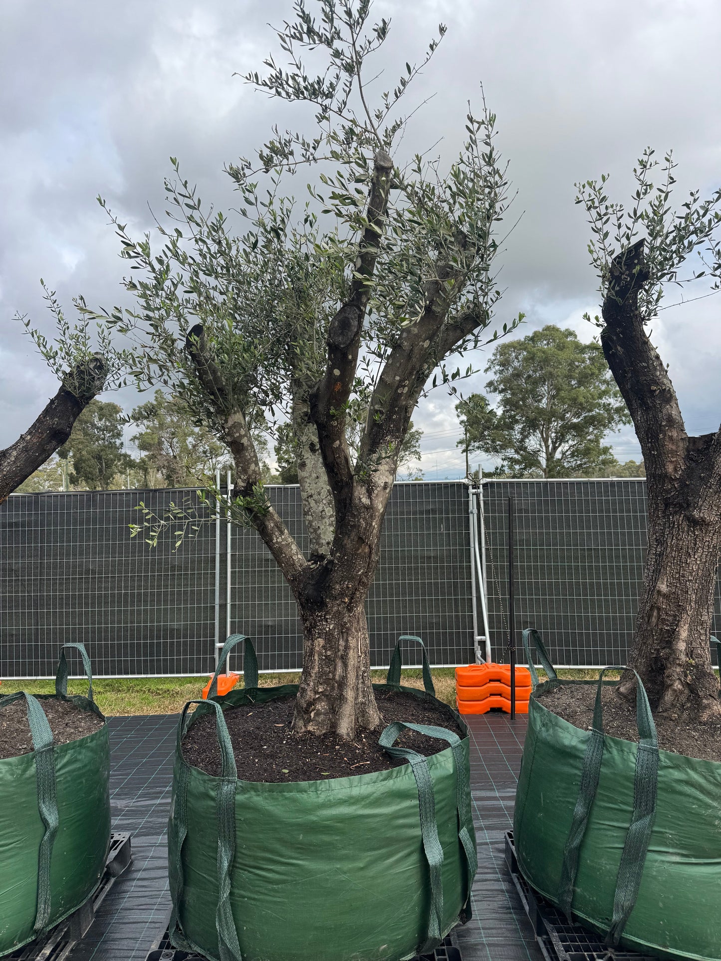 Feature Olive Trees - 750 Litre Bags