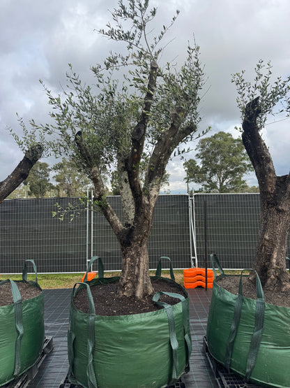 Feature Olive Trees - 750 Litre Bags