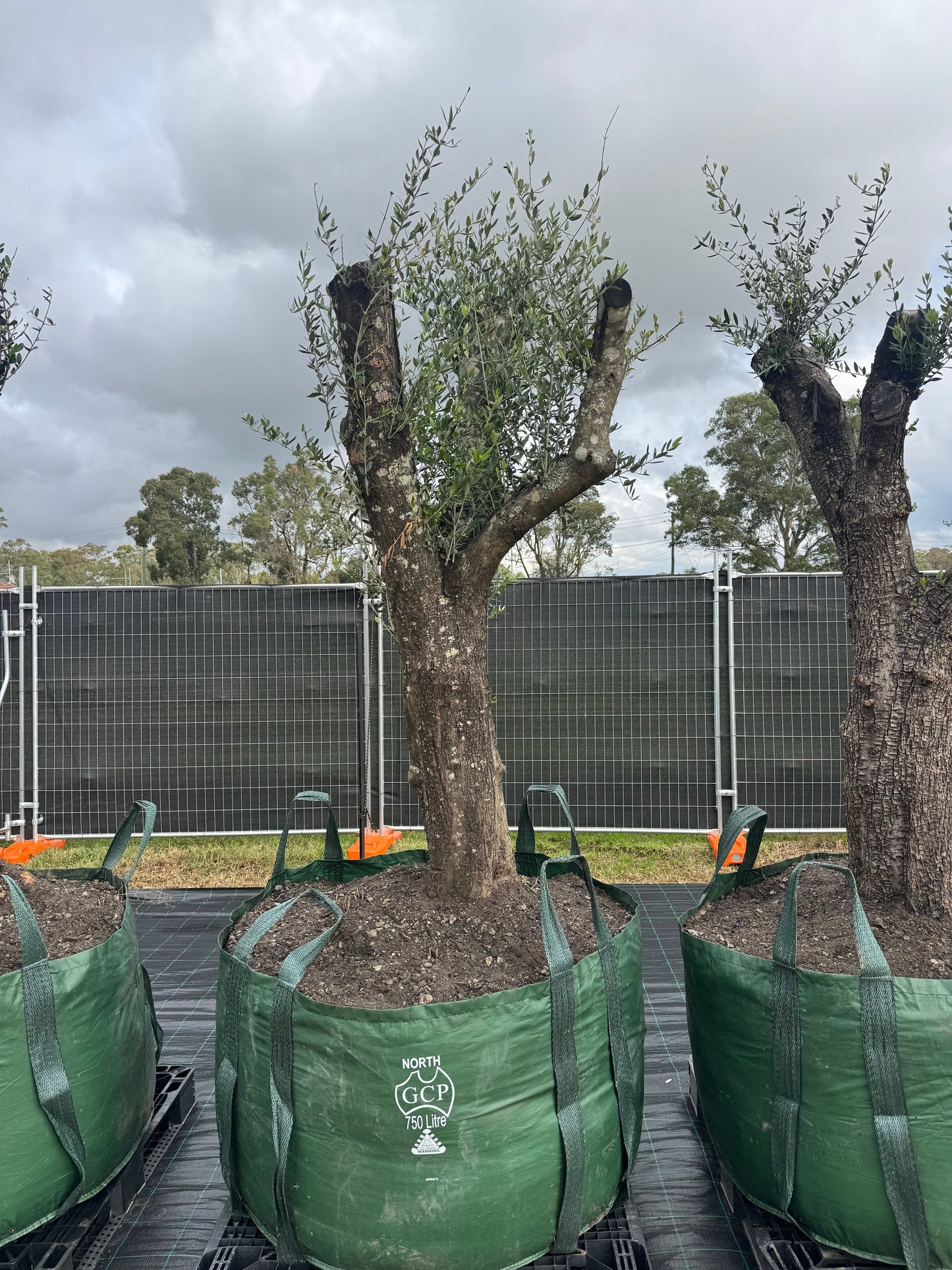 Feature Olive Trees - 750 Litre Bags