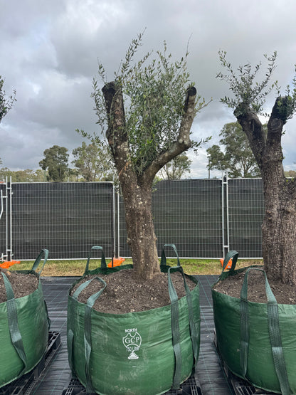 Feature Olive Trees - 750 Litre Bags
