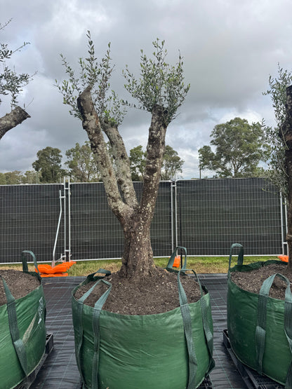 Feature Olive Trees - 750 Litre Bags