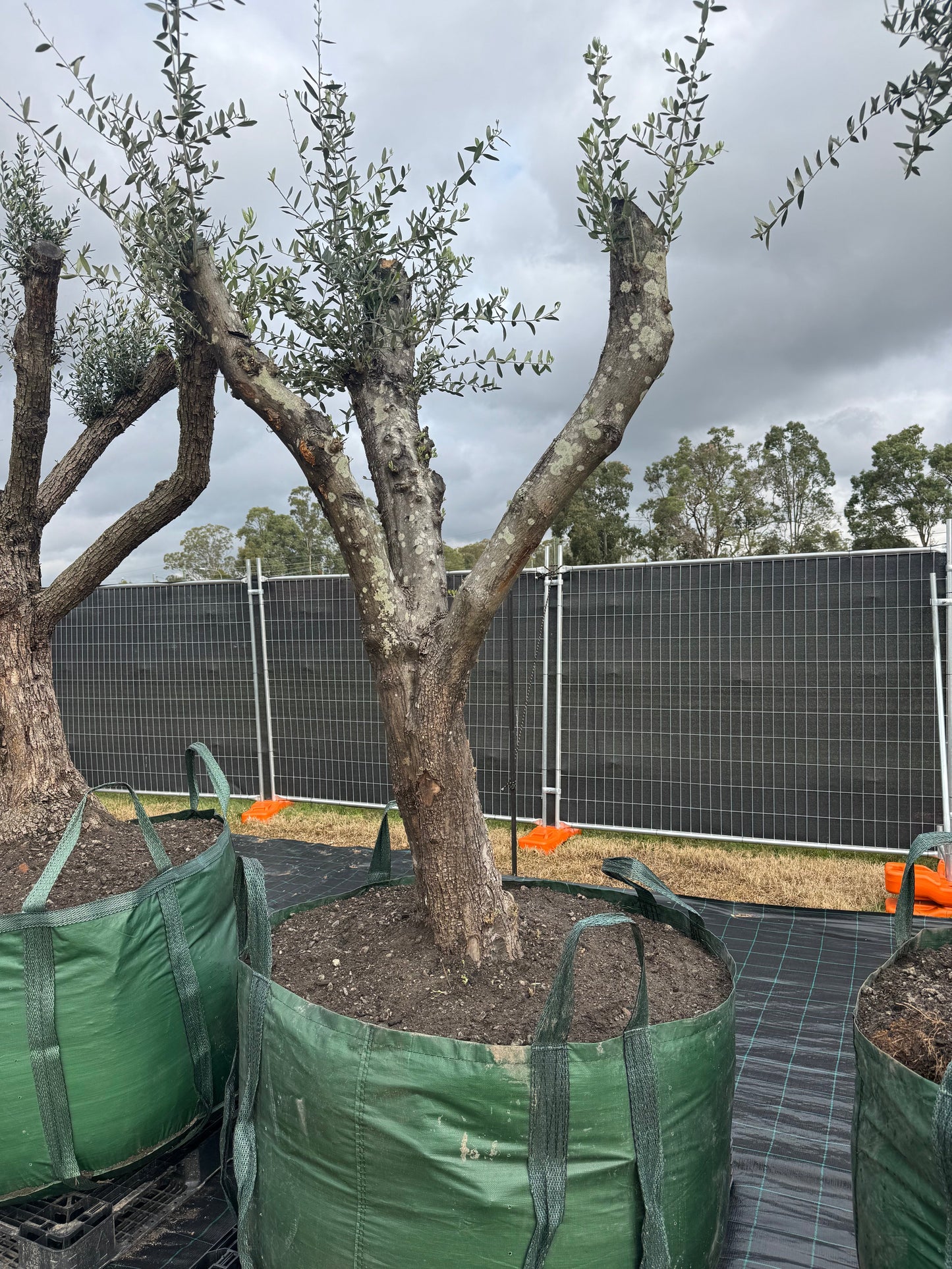 Feature Olive Trees - 750 Litre Bags