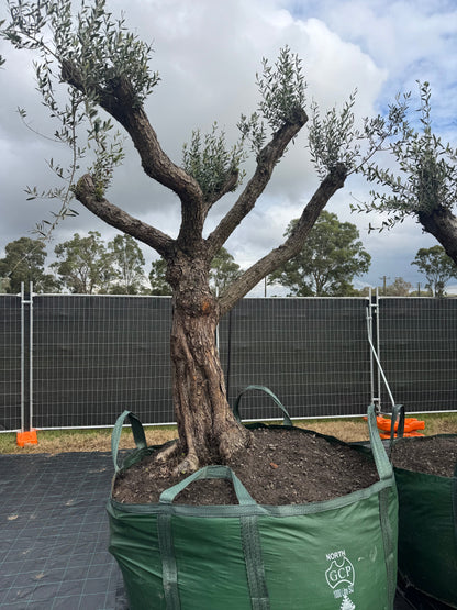 Feature Olive Trees - 750 Litre Bags