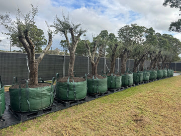 Feature Olive Trees - 750 Litre Bags