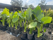 Alocasia Macrorrhizos – Giant Elephant Ear