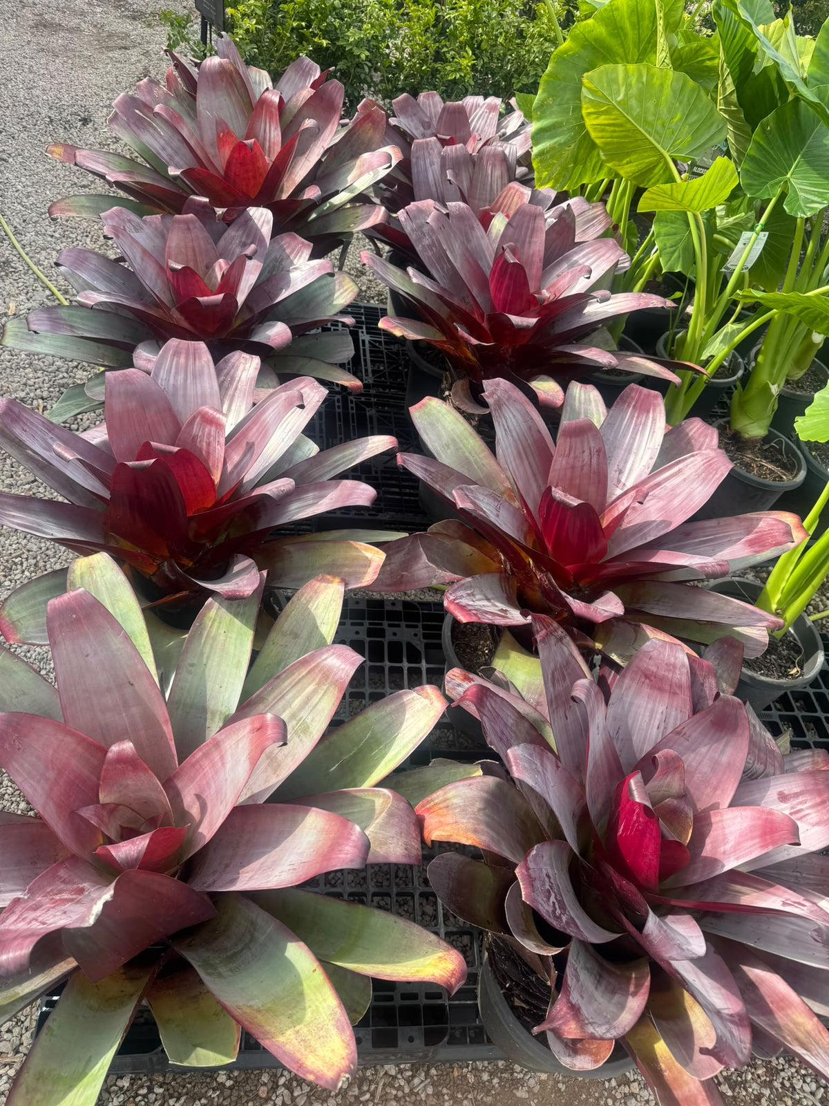 Alcantarea ‘Silver Plum’ – Giant Bromeliad