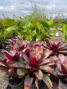 Alcantarea ‘Silver Plum’ – Giant Bromeliad