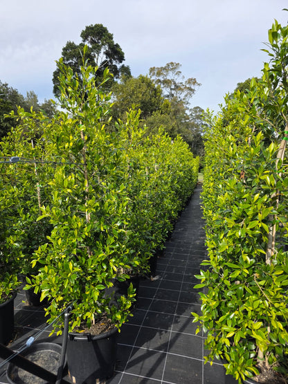Ficus Hillii – 400mm