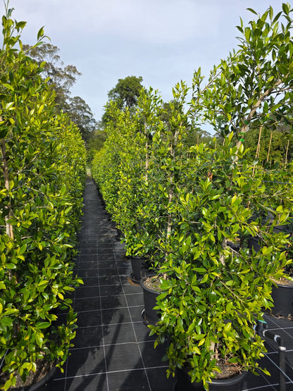 Ficus Hillii – 400mm