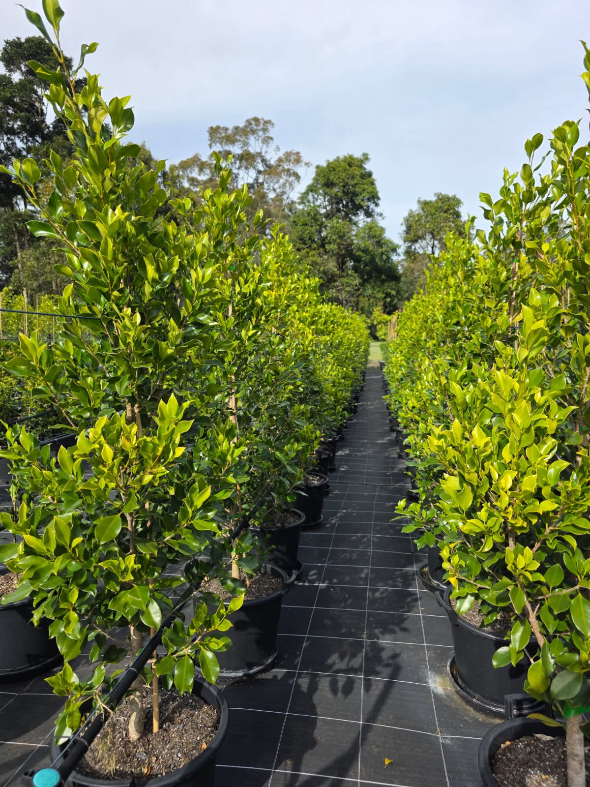 Ficus Hillii – 400mm