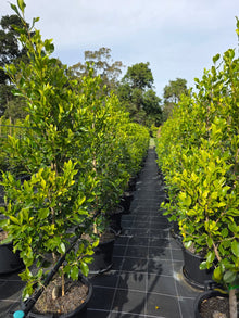 Ficus Hillii – 400mm