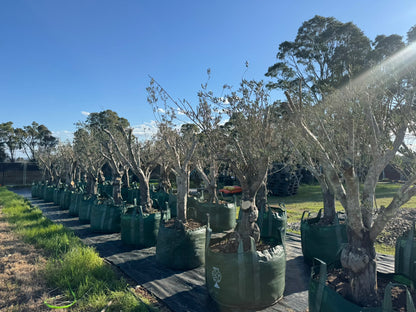 Olive Trees - 400 Litre