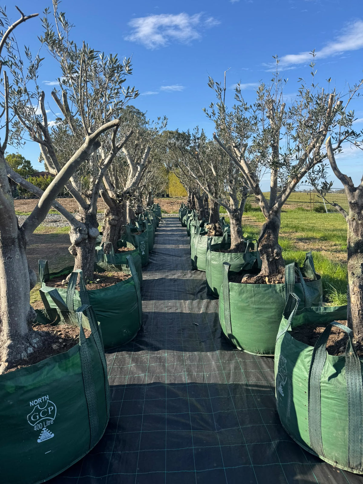 Olive Trees - 400 Litre